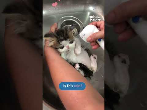 Woman Washes Adorable Persian Kitten