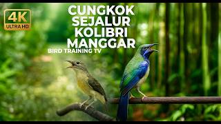 Download lagu 🔴 Live Masteran Tajam Cucak Cungkok Gacor Tembakan Sejalur vs Kolibri Manggar Betina Gacor Necret mp3 Download lagu 🔴 Live Masteran Tajam Cucak Cungkok Gacor Tembakan Sejalur vs Kolibri Manggar Betina Gacor Necret mp3