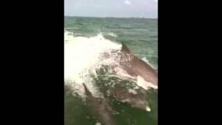 Wings To Fly Boat Tours  music "Sgt. Early's Dream/Maids Of Cattlebar",