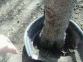 How to Get Rid of Peach Tree Borers 