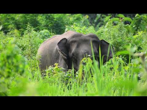 About buxa  #buxatigerreserve  #nature #elephant #wildpredator #wildlife #nationalgeographic