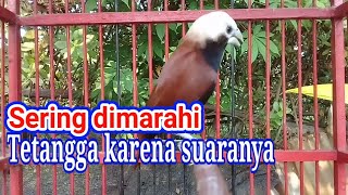 Download lagu kicau emprit kaji gacor dor untuk emprit lainnya. mp3 Download lagu kicau emprit kaji gacor dor untuk emprit lainnya. mp3