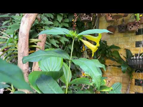 Got It Good / Brugmansia aurea flower ☱☲