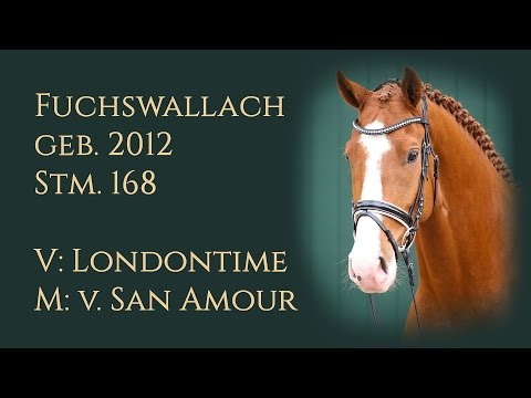 Fuchswallach von Londontime