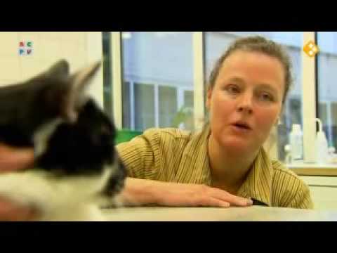 YouTube voorvertoningsafbeelding