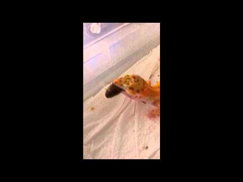 Leopard Gecko eating Guyana Orange Spotted Roach funny