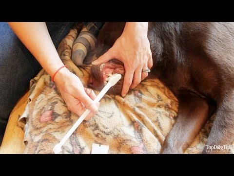 How Often to Brush Dog's Teeth