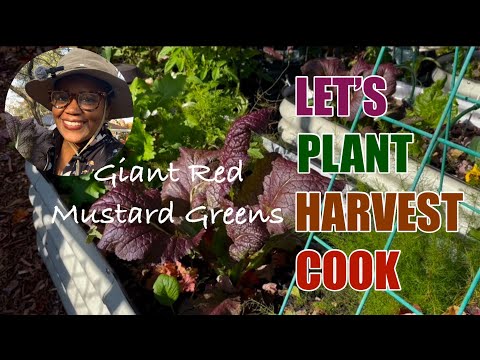 How to Plant, Harvest & Cook Giant Red Mustard Greens (Simple & Delicious!)