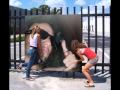 Fernandinho Wolf Wmv
