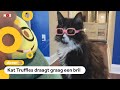 Bril nodig? Deze kat kan je daarbij helpen