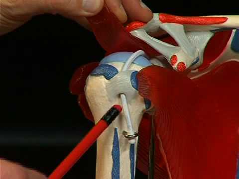 Mal di schiena e gamba sinistra le donne intorpidite Come recuperare il gap dei legamenti del ginocchio