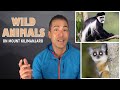 What Animals Will I See Climbing Kilimanjaro? (Monkeys, Bush Babies & More...)