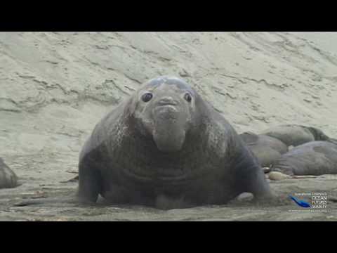SeaScope 40 - Elephant Seals