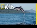 A Showy Dolphin Super Pod Destination WILD