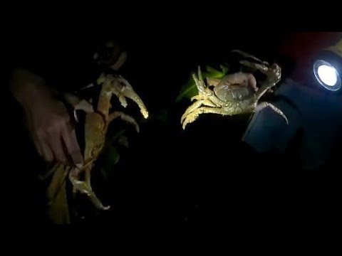 Catching Giant Mud Crabs In the Rain Catch and Cook