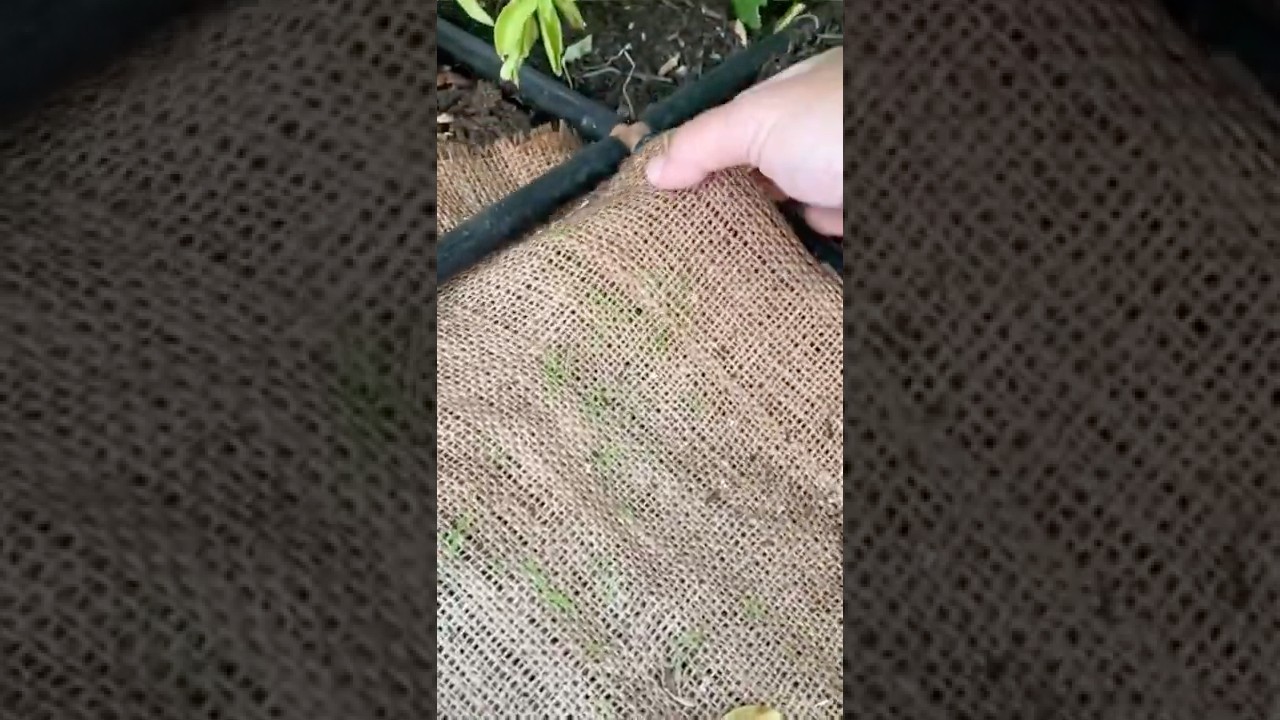 Морковь pro. Прореживание моркови видео. Десерты с морковью. Человек морковка. Морковь pro.