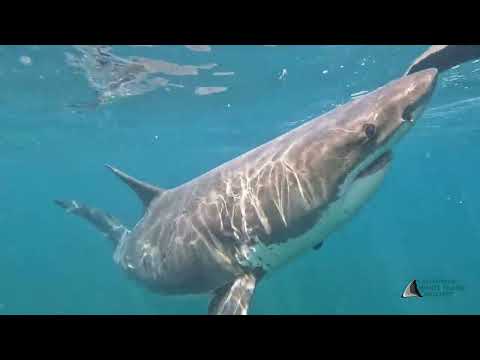 White shark investigates decoy