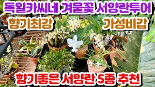 독일카씨네 서양란투어!! 향기최강, 가성비갑 겨울 서양란 5종 추천!!