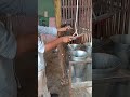 Murgi Halal Krny Ka Sahi Tareqa Ytshort Viral Youtubeshorts