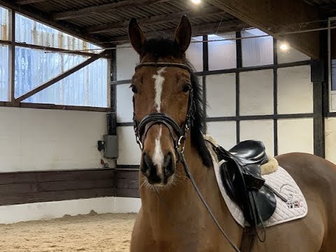 NIGHT BOY 5j. v. Ice Beaker - Diamant de Semilly VB 15.000,- Euro