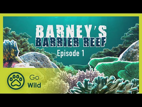 Decorator crab to the sneaky snake eel - Barneys Barrier Reef 1/20 - Go Wild