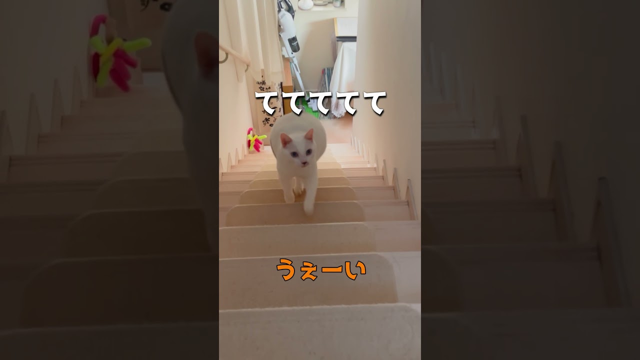 ポッチャリ弟猫の階段を駆け上がる姿が愛おし過ぎる