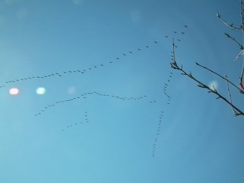 pourquoi la migration des grues