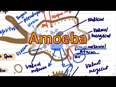 Amoeba | Biologi T4