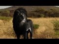 IS THE BLACK LION REAL? 