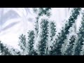 Noiseshaper - Bushmaster 