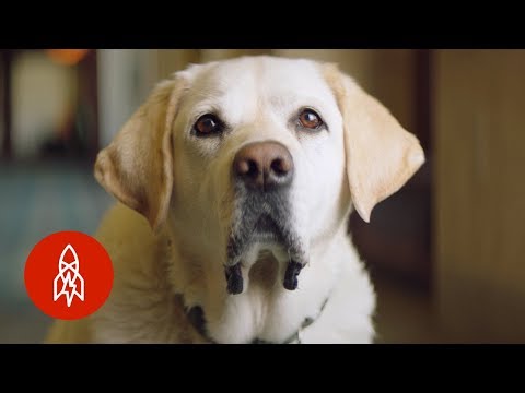 【動物】狗狗大使給你可愛的假期 (These 'Canine Ambassadors' Are About to Make Your Vacation Adorable)