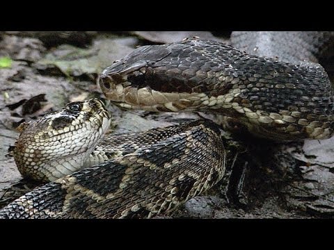 Cottonmouth vs Rattlesnake 06 - Cottonmouth Kills & Eats Rattlesnake - Time Lapse