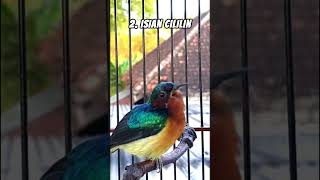 Download lagu Kowul (Kolibri Wulung) Gacor Isian #shorts #short #birds #burung #kolibri #kolibriwulung mp3 Download lagu Kowul (Kolibri Wulung) Gacor Isian #shorts #short #birds #burung #kolibri #kolibriwulung mp3