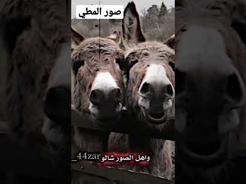 اغنية اباوع بل صور وتضكر الراحو عله صور المطي