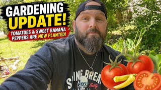 Gardening Update : Tomatoes and Peppers planted 