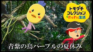 【カガヤキ島のトモダチコレクションわくわく生活】 第１１０話 「青紫の鳥パープルの夏休み」