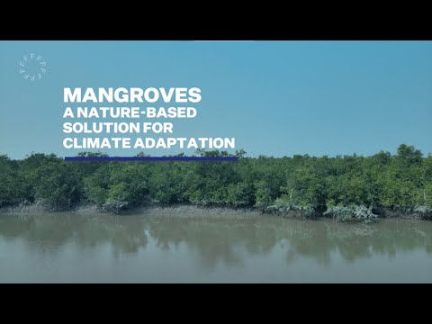 DONATE A TREE: CAPTURE THE CARBON