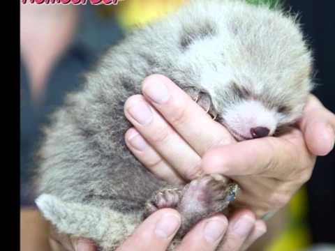 Patsy - Iny hono izy ravorombazaha.wmv