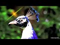 Very Beautiful Peacock Full Song