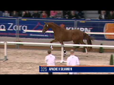 Hotmail v v.Apache x Silvano N x Calypso II @KWPN stallion selection