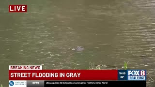 Street flooding in Gray brings out a gator