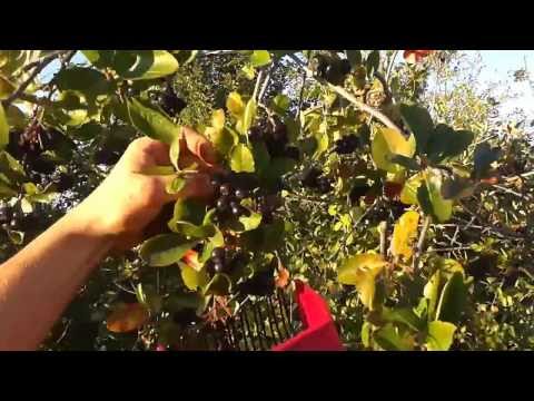 PRZEDSTAWIAM SZYBKI RĘCZNY ZBIÓR ARONII ARONIA  HD