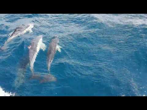 Dolphins in the Bay of Biscay