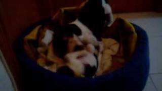 Estel, Norai &amp; Praful Teardrop Butterfly