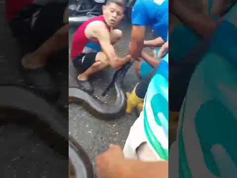 #radiotucacas La serpiente hallada este fin de semana en Copa Redonda, municipio Páez, en  Yaracuy,