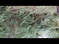 Maddur Vlog