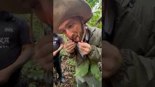 Eating Lemon Ants In The Amazon Jungle!