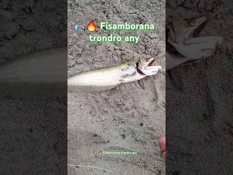 🎣🔥 Fisamborana trondro any an-tany efitra 🐟🌵 #Shorts