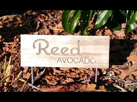 The Reed avocado tree: a profile