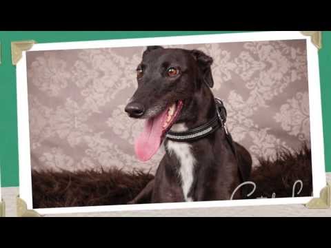 Greyhound Rescue 7 03 14